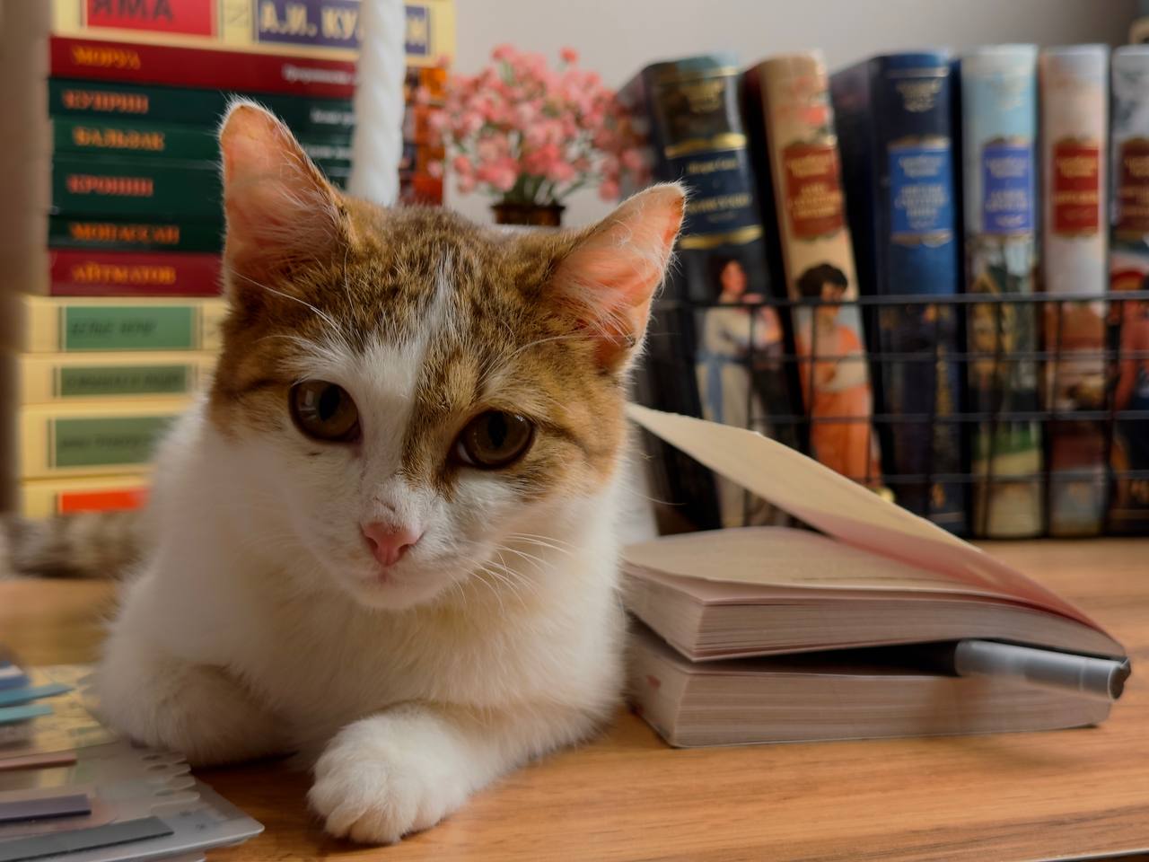 Раскрытая книга на столе у домашней библиотеки, рядом лежит кот