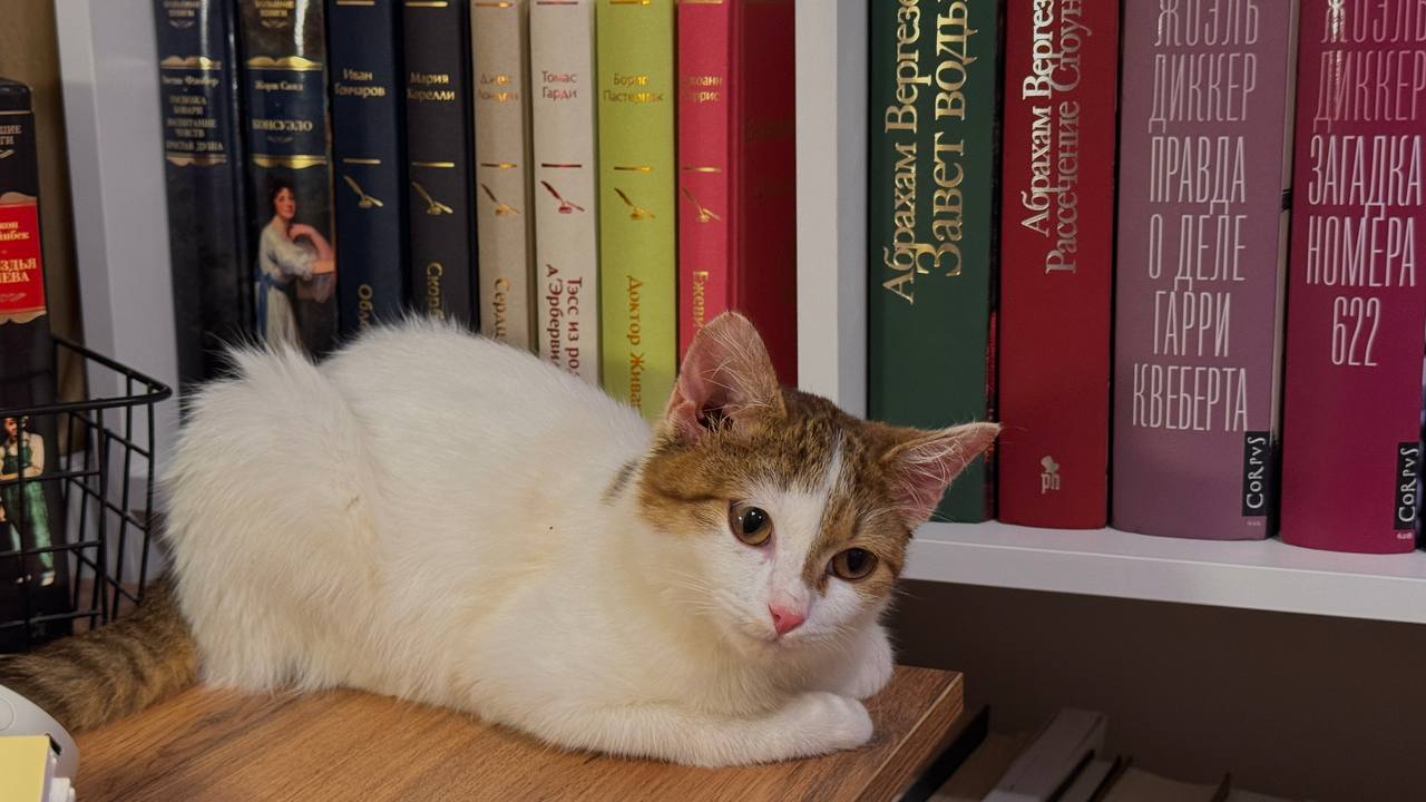 Кот лежит на полке перед рядом книг